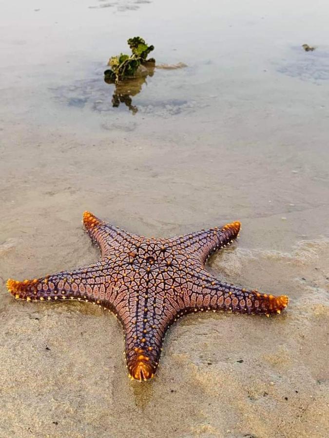 Sea Shell Hut Apart otel Phi Phi Adaları Dış mekan fotoğraf